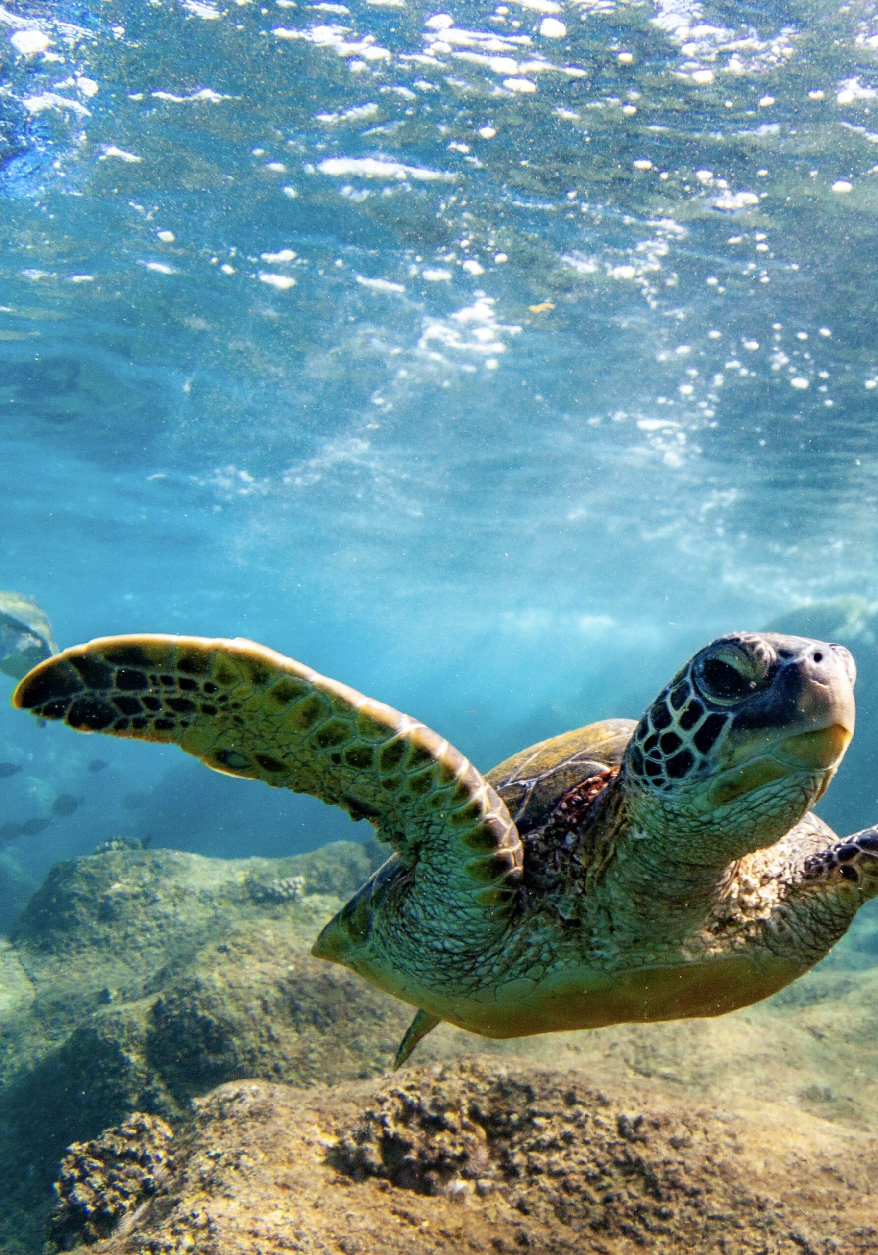 Hawaiian Green sea Turtle cruising in the warm waters of Maui